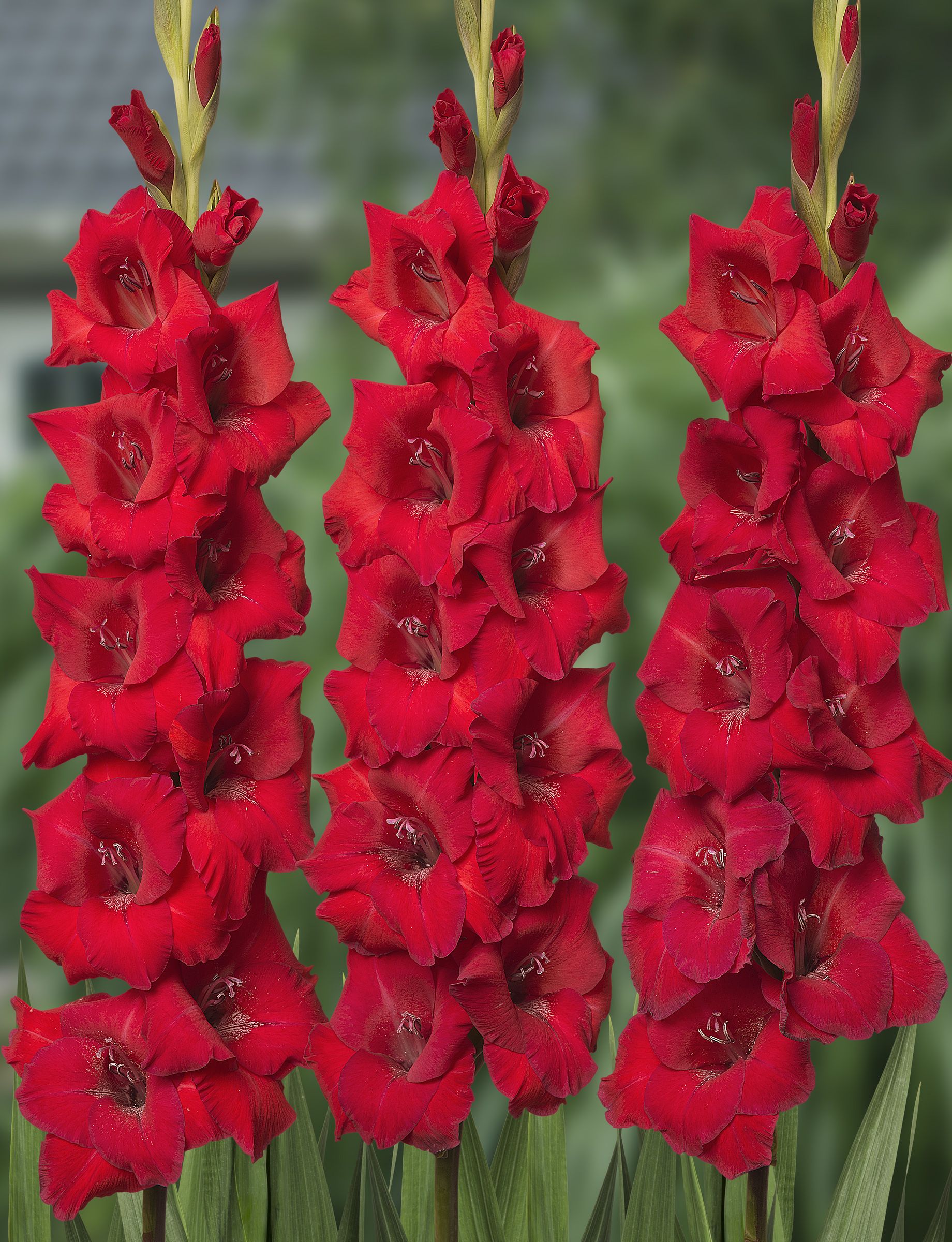 Gladiolus 'Roma'
